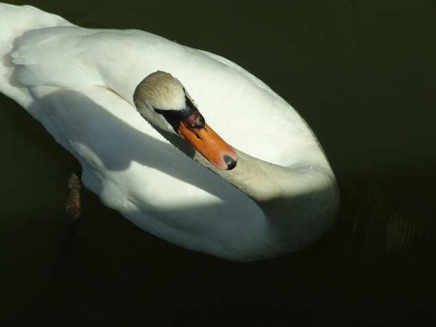Foto Schwan