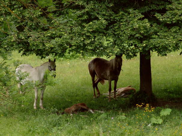 Bilder Pferde mit Fohlen