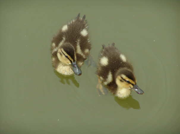 Enten