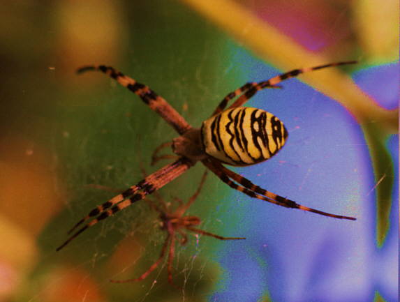 Fotos Spinnen